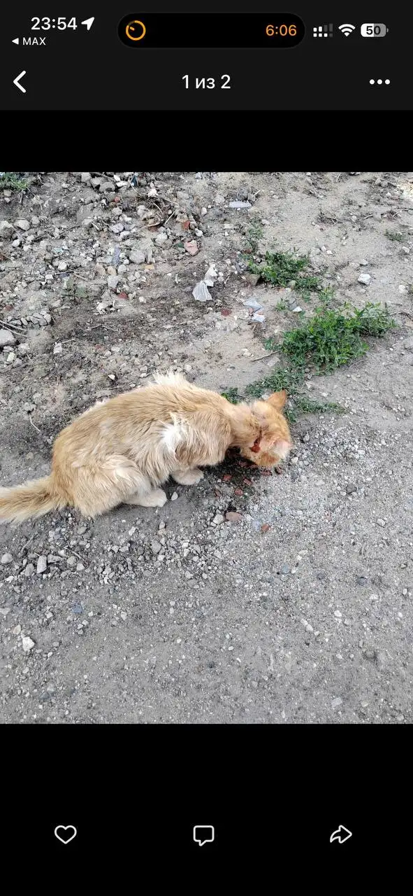 Потерялась исхудавшая кошка в районе 5 горбольницы - Поиск животных (Животные) в Саратов