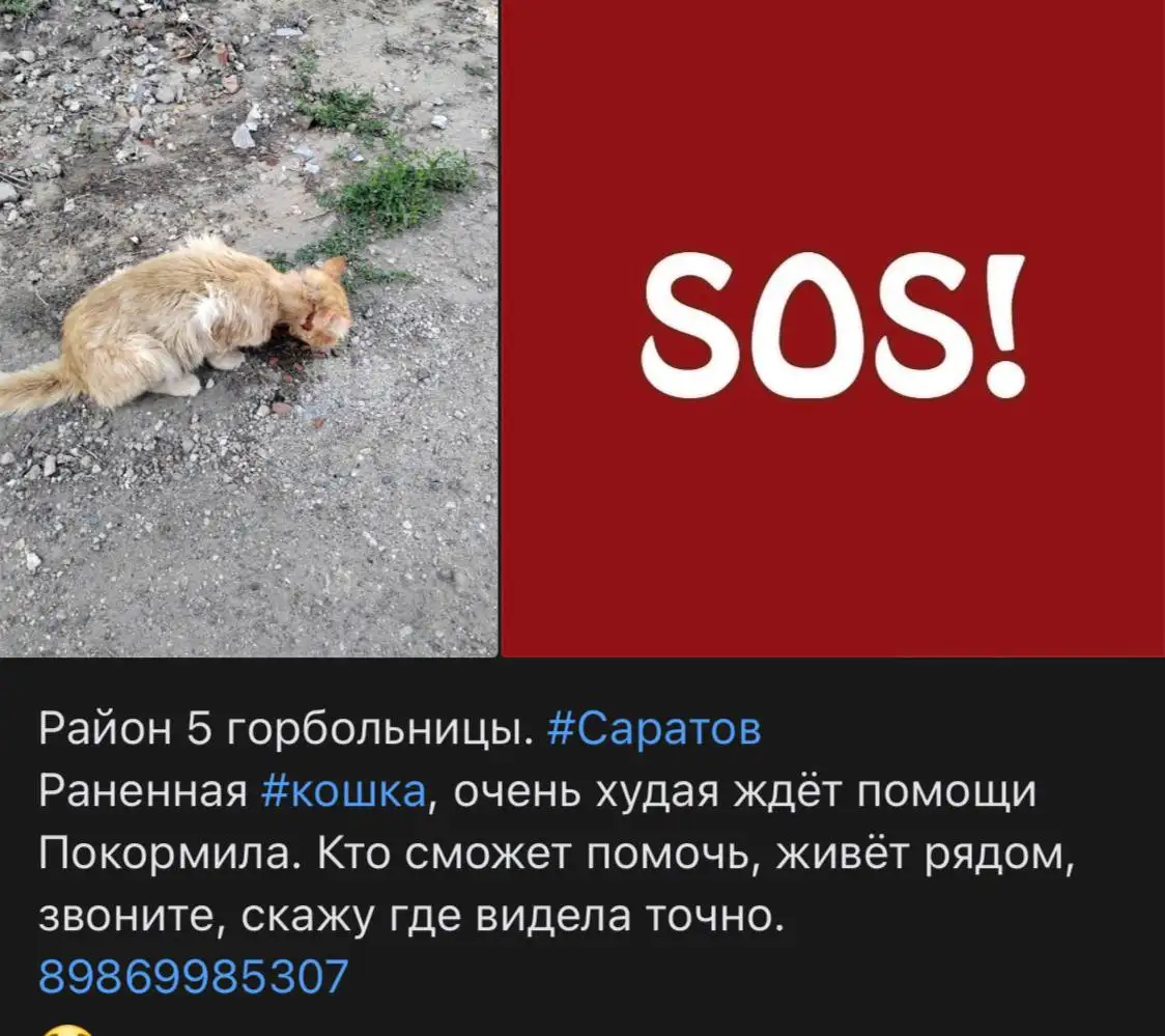 Потерялась исхудавшая кошка в районе 5 горбольницы - Поиск животных (Животные) в Саратов