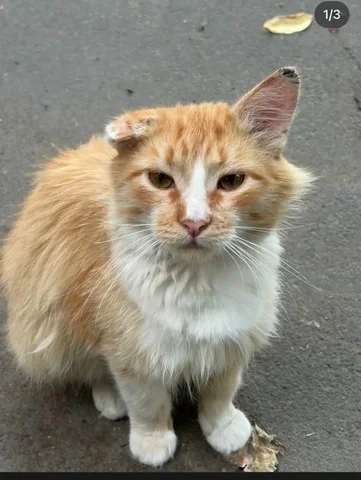 Ищем дом для кота Тоши - Корма для животных в Саратов