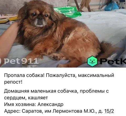 Потерянные животные - Птицы в Саратов