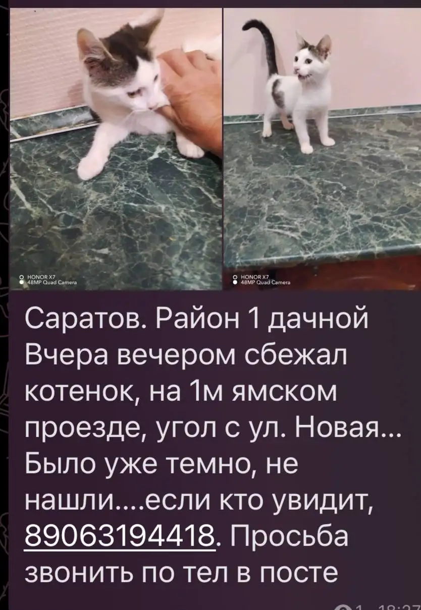 Потеряшка: #лесной #белый - Потеряшки (Животные) в Саратов
