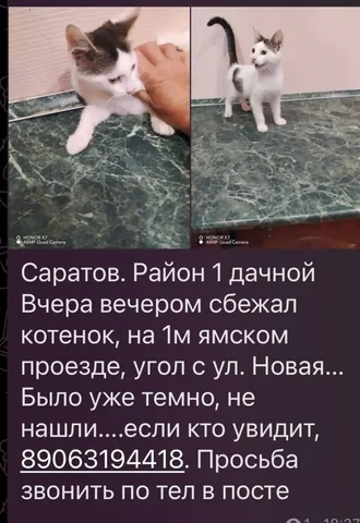 Потеряшка: #лесной #белый - Птицы в Саратов
