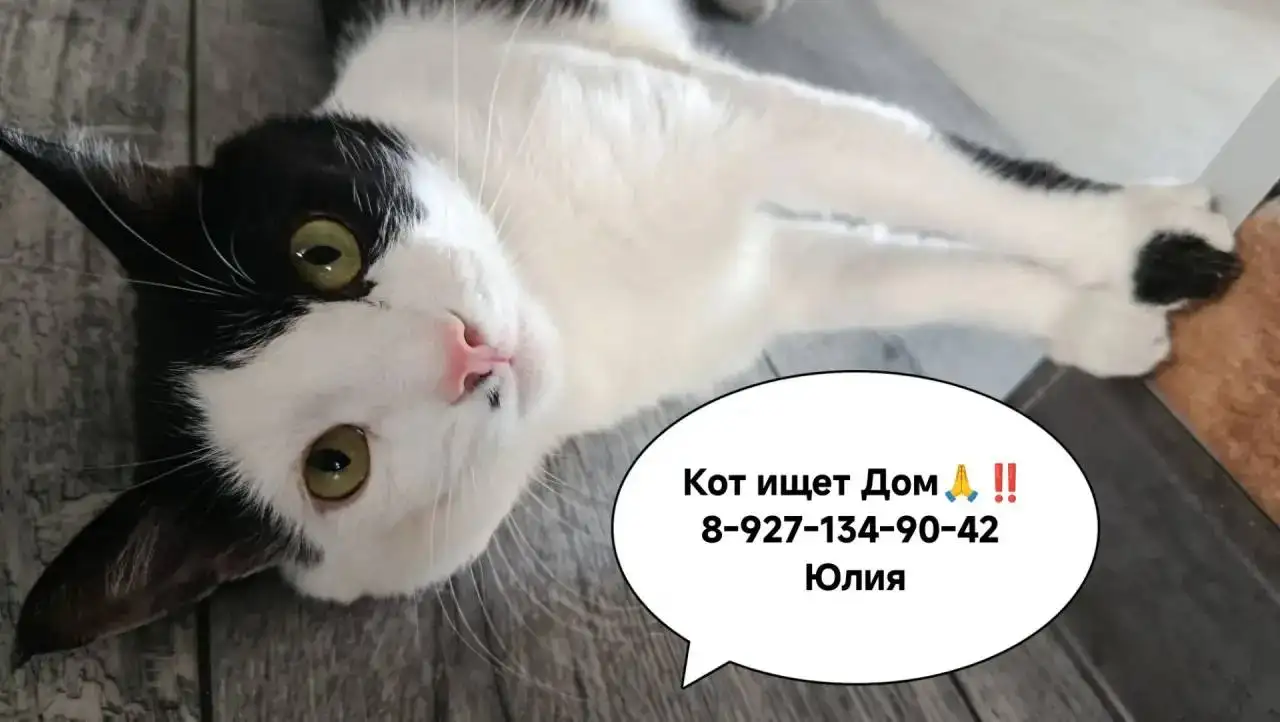 Кот Малыш ищет дом (ВЛК+) - Кошки (Животные) в Саратов