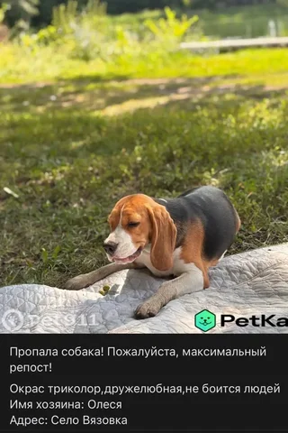 Потеряшка бигль - частное объявление в Саратов