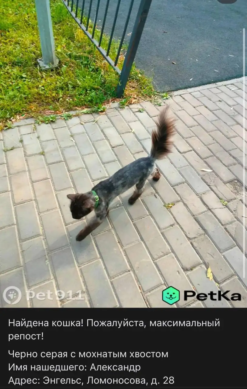 Потеряшка: контакт для поиска животного - Потеряшки (Барахолка) в Саратов