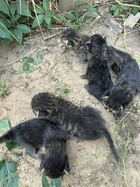 Ищу дом для 6 котят - Птицы в Энгельс