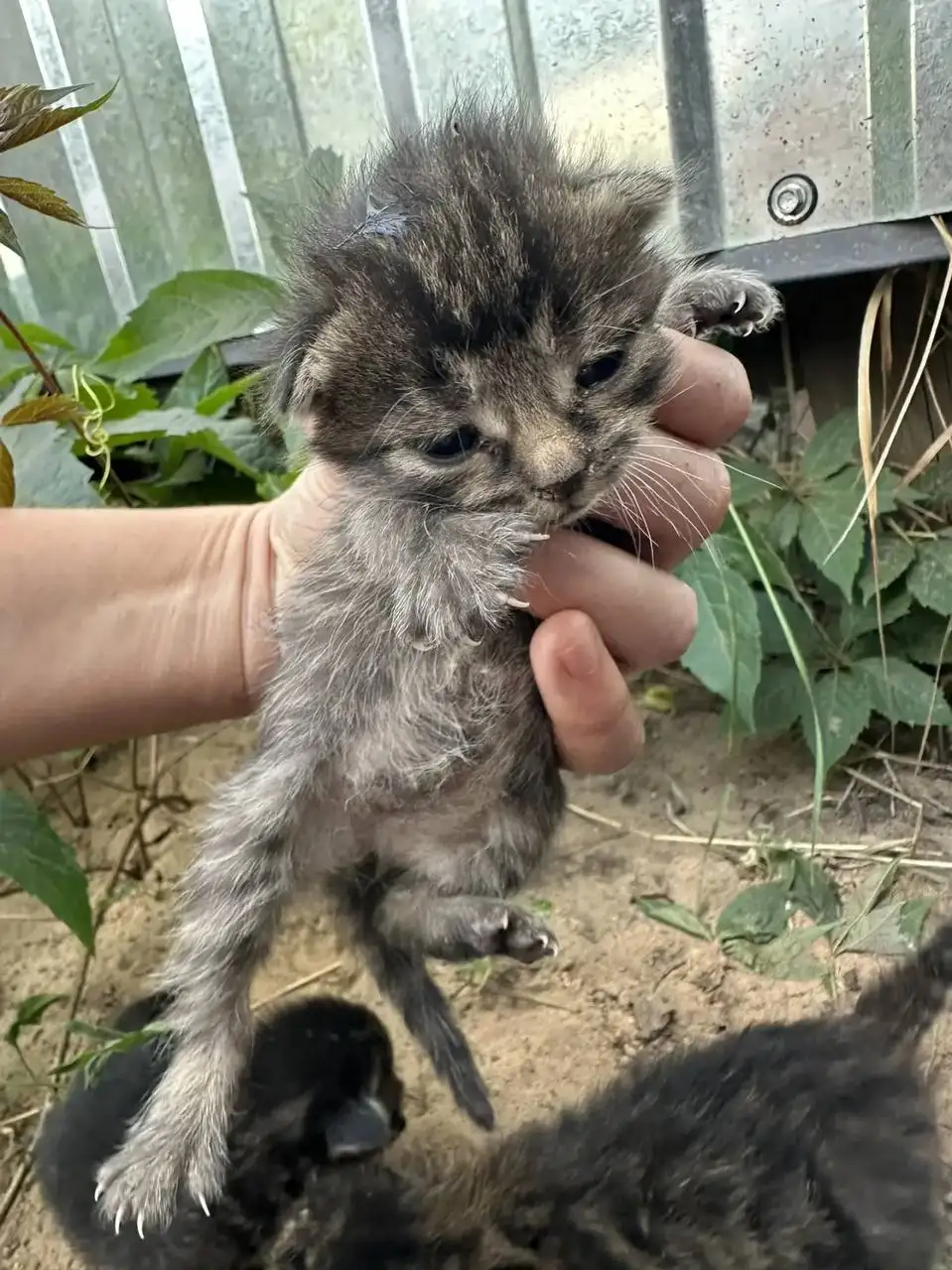 Ищу дом для 6 котят - Кошки (Животные) в Энгельс