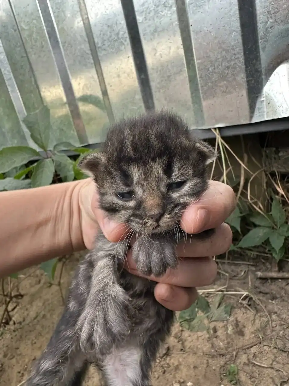 Ищу дом для 6 котят - Кошки (Животные) в Энгельс