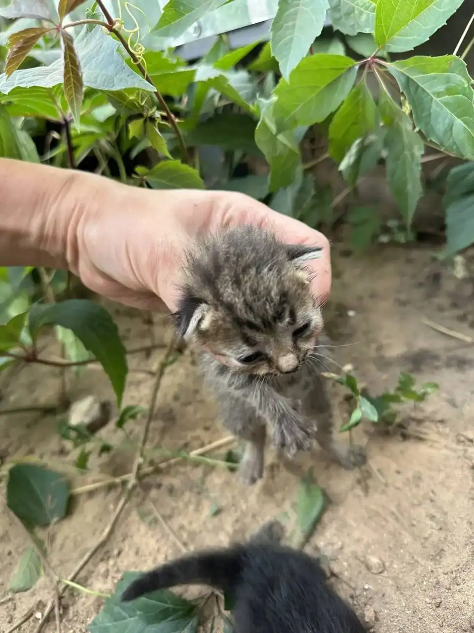 Ищу дом для 6 котят - Кошки (Животные) в Энгельс