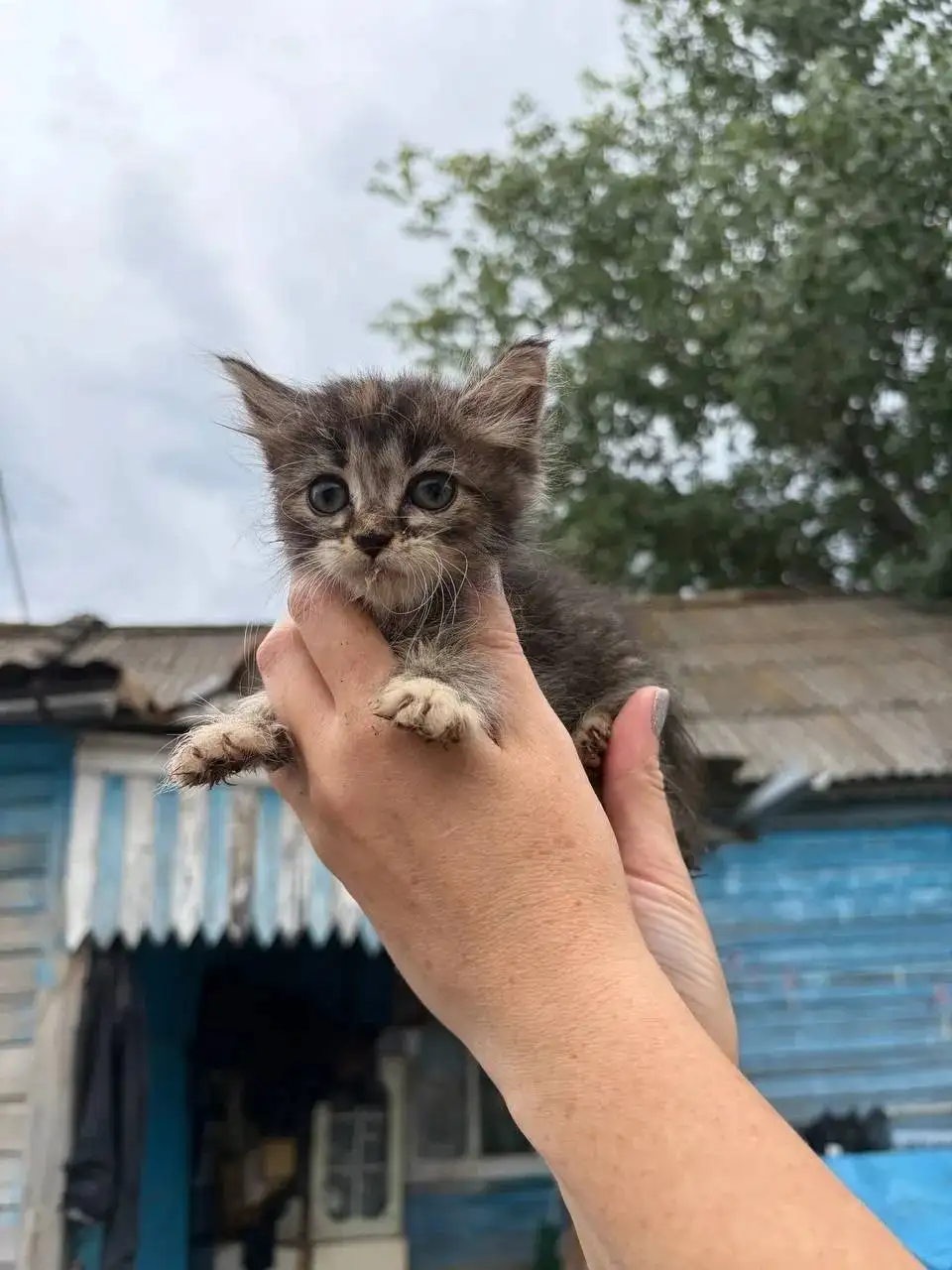 Малышам нужна помощь с клиникой - Животные в Саратов