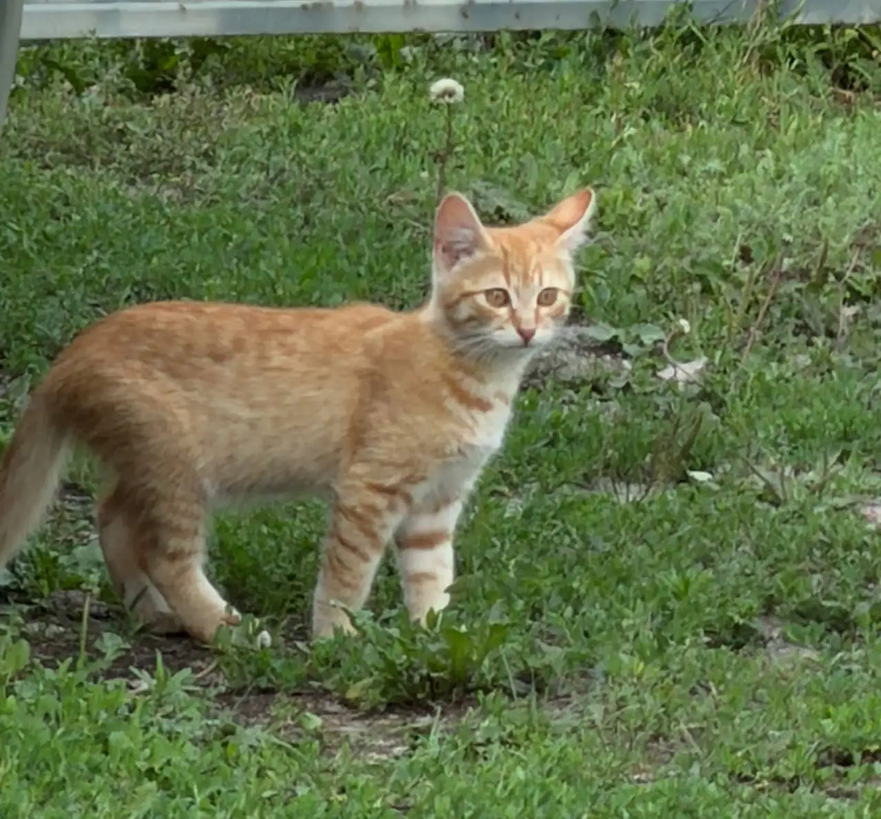 Ищут дом котята - Кошки (Животные) в Саратов