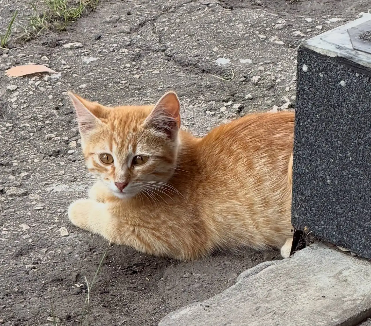 Ищут дом котята - Кошки (Животные) в Саратов