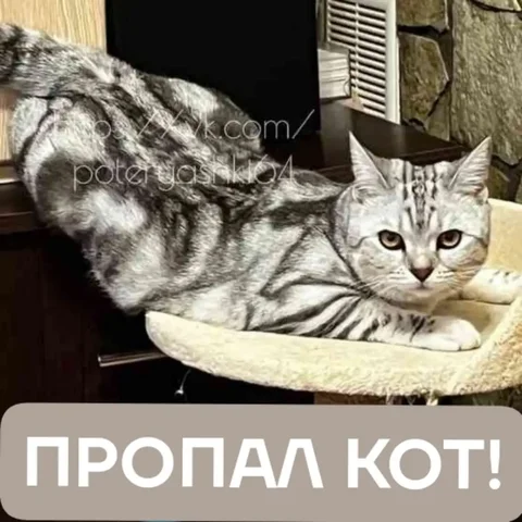Потерялся кот в СНТ Сантехник - Поиск потерянных животных в Саратов