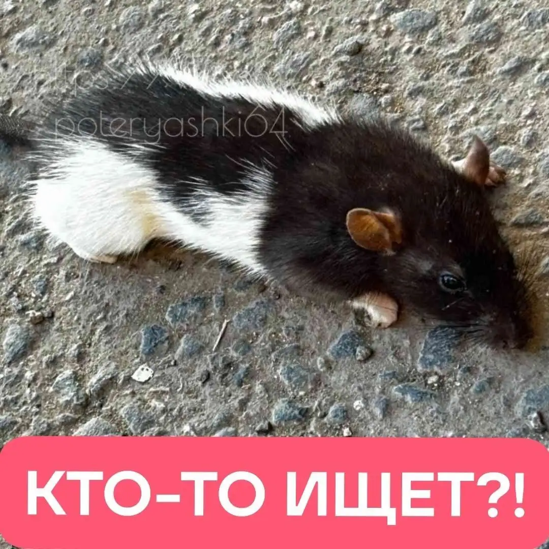 Срочная помощь собаке на ул. Гвардейской в п. Жасминный - Потеряшки (Животные) в Жасминный