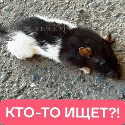 Срочная помощь собаке на ул. Гвардейской в п. Жасминный - частное объявление в Жасминный