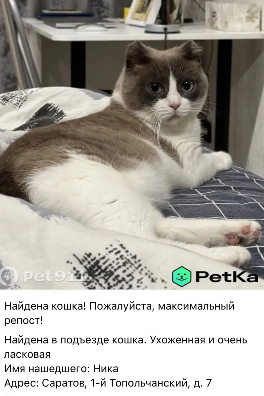 Потеряшки Саратов - Потеряшки (Животные) в Саратов