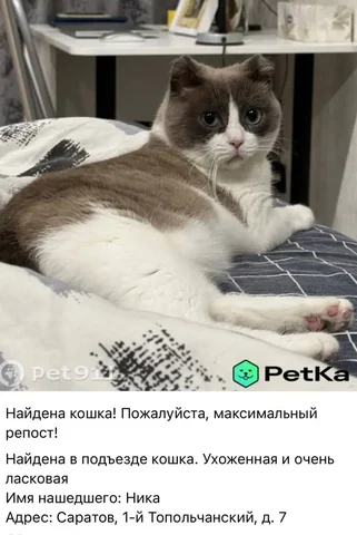 Потеряшки Саратов - частное объявление в Саратов