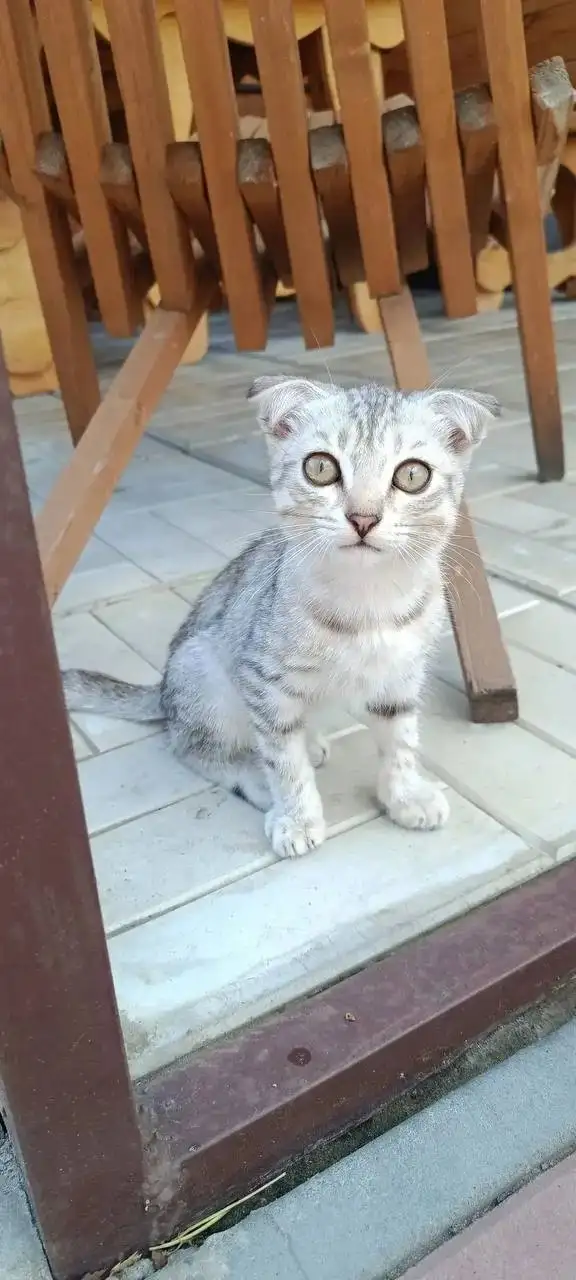 Срочно ищем дом четырём котятам! - Кошки (Животные) в Саратов