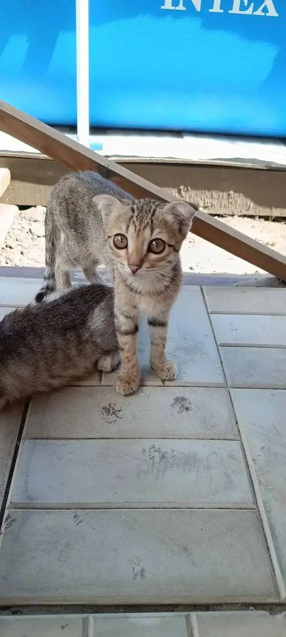 Срочно ищем дом четырём котятам! - Кошки (Животные) в Саратов