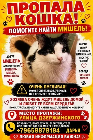 Помогите найти кошечку в Саратове - частное объявление в Саратов
