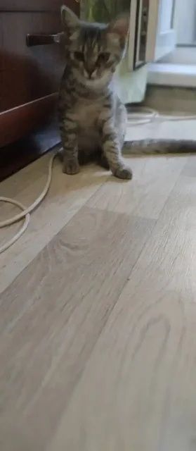 Найдена маленькая кошечка в Саратове, ищем хозяев - частное объявление в Саратов