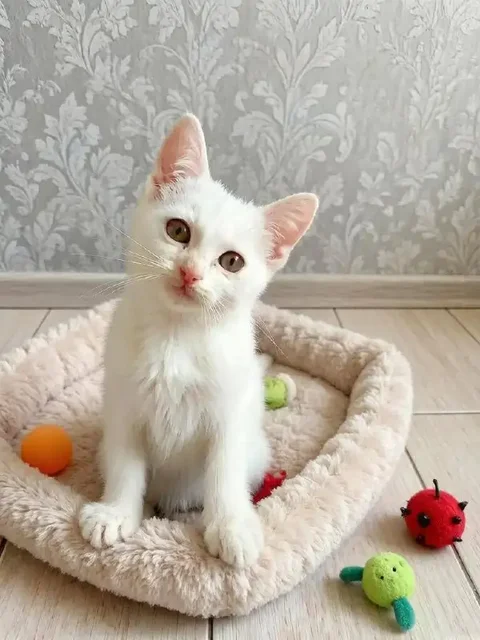 Котята-мальчики в добрые руки - Потеряшки и находки в Саратов