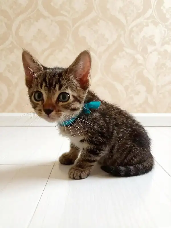Котята-мальчики в добрые руки - Кошки (Животные) в Саратов