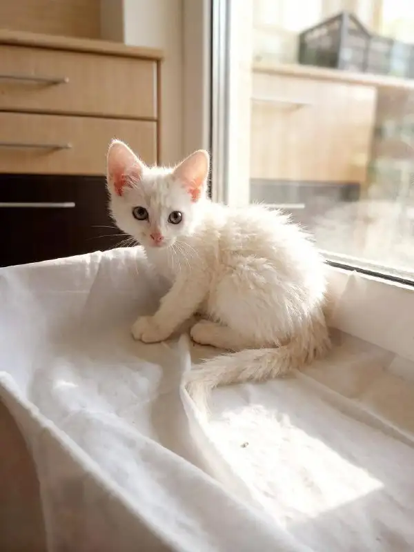 Котята-мальчики в добрые руки - Кошки (Животные) в Саратов