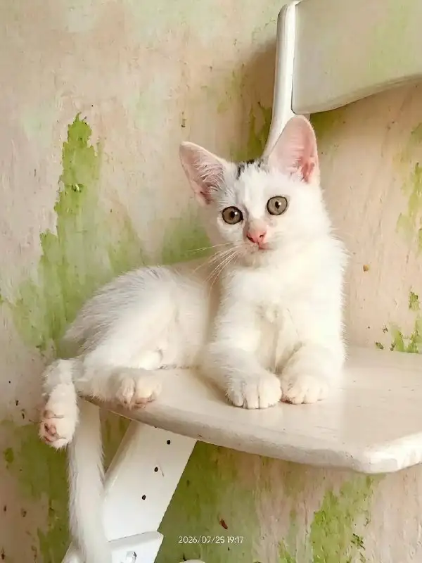Котята-мальчики в добрые руки - Кошки (Животные) в Саратов