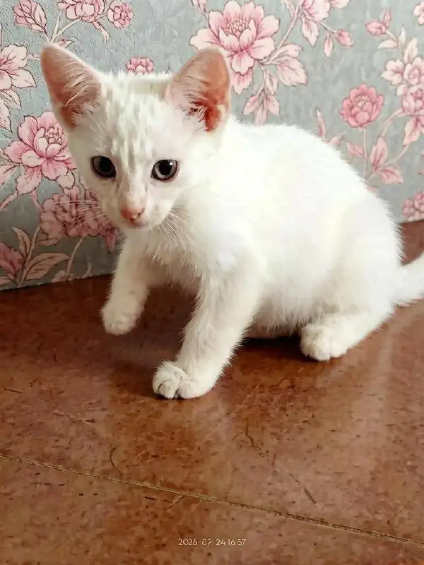 Котята-мальчики в добрые руки - Кошки (Животные) в Саратов