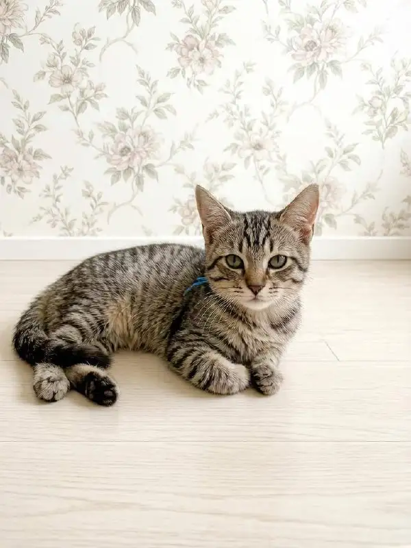 Котята-мальчики в добрые руки - Кошки (Животные) в Саратов