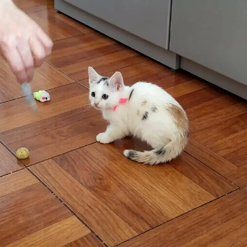 Ищут дом очаровательные девочки-котятки - Кошки (Животные) в Саратов