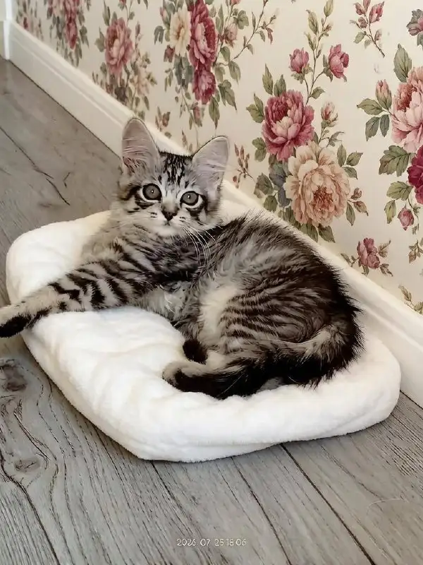 Ищут дом очаровательные девочки-котятки - Кошки (Животные) в Саратов