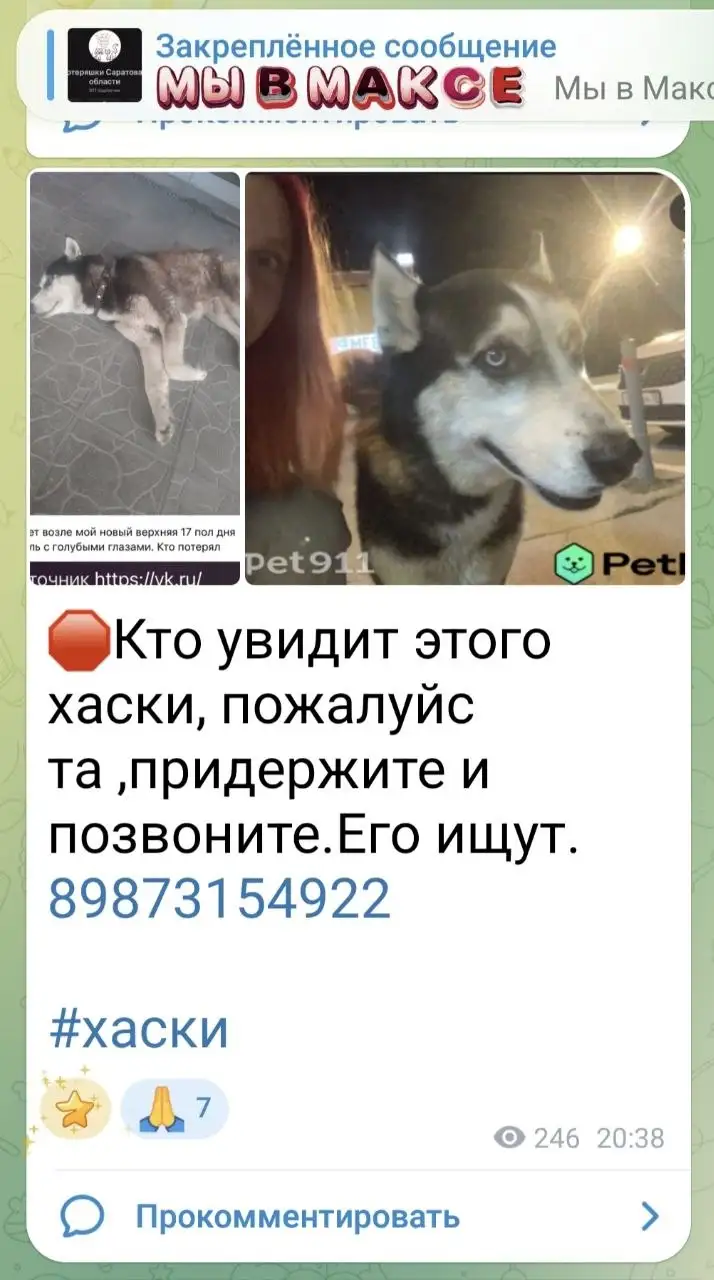 Потеряшка - животное - Потеряшки (Животные) в Саратов