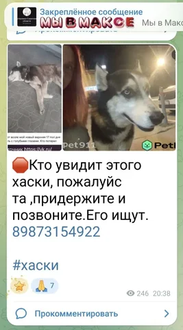 Потеряшка - животное - частное объявление в Саратов
