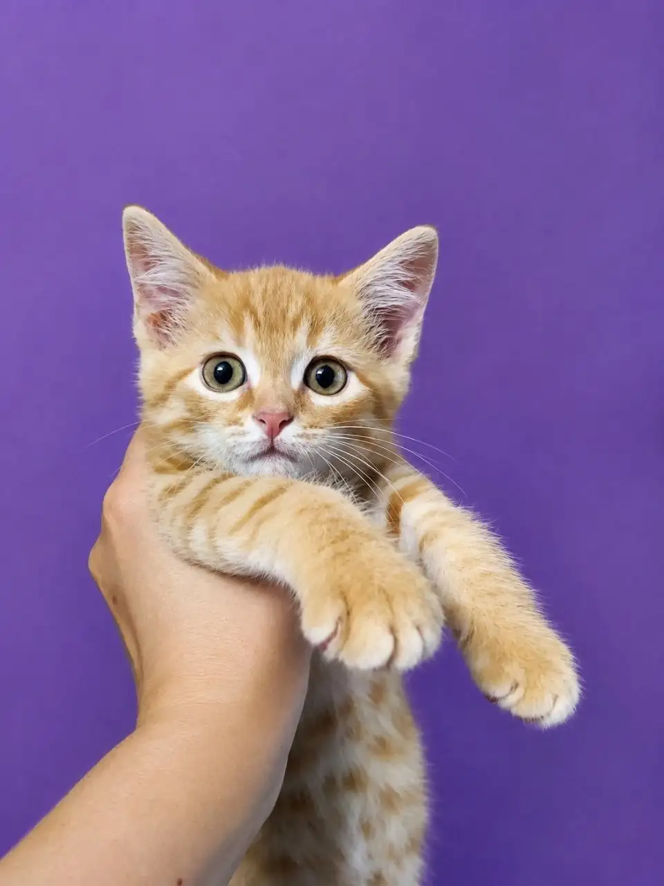 Идеальный котосын Цитрус ждёт своих людей - Кошки (Животные) в Саратов