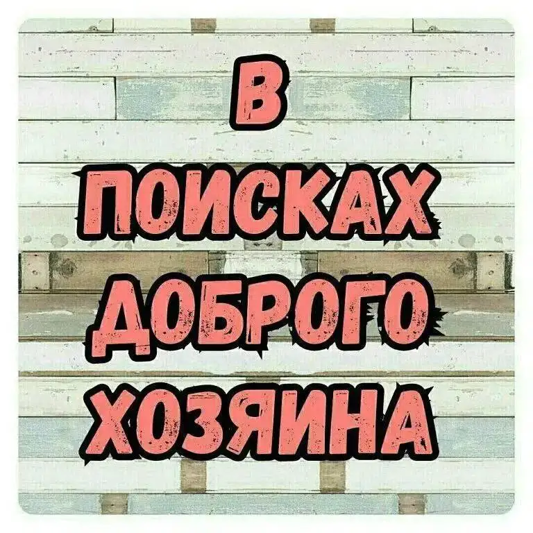 Трехцветная малышка ищет дом - Кошки (Животные) в Саратов