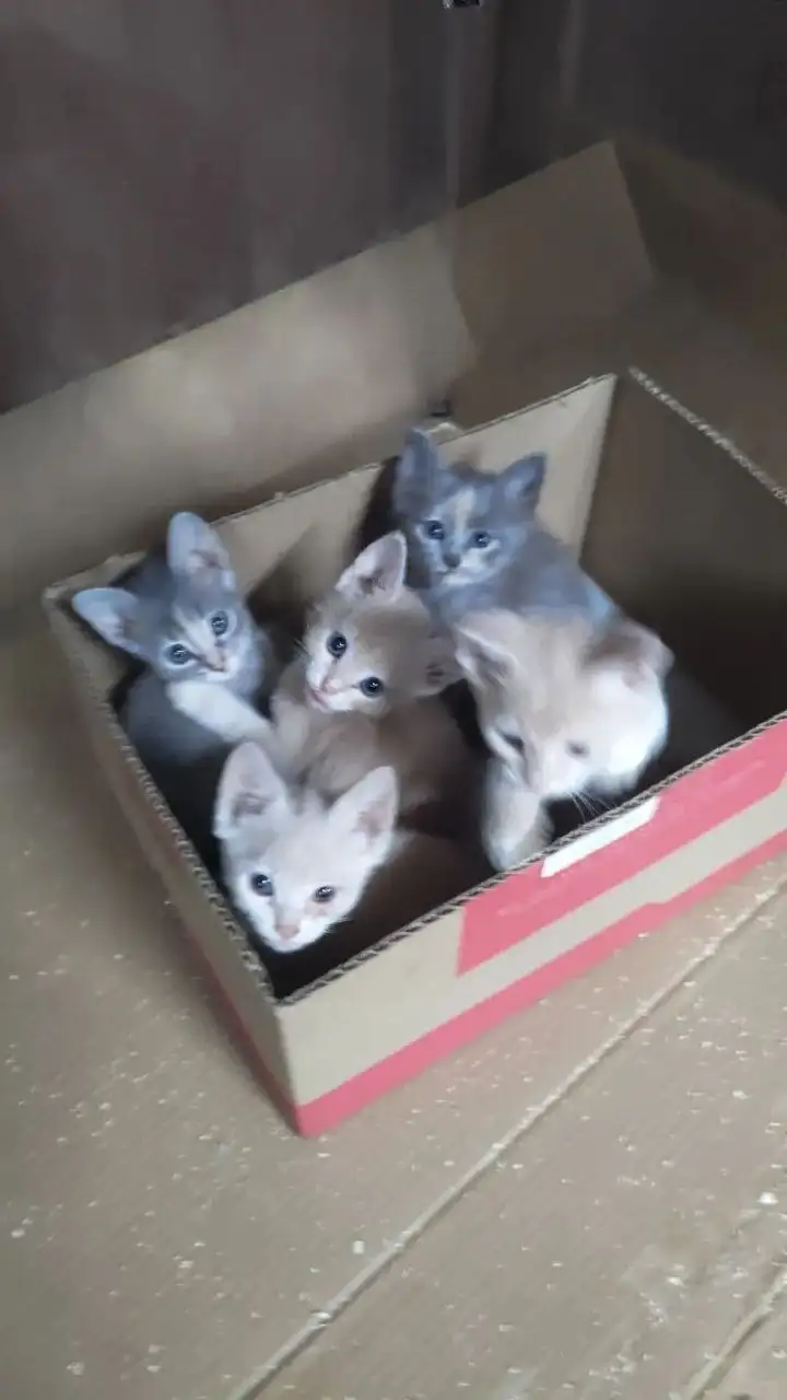 Срочно нужно дом для котят - Кошки (Животные) в Саратов