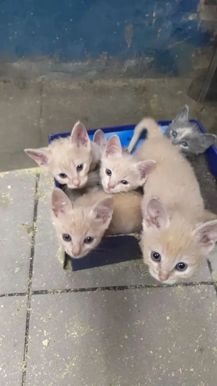Срочно нужно дом для котят - Кошки (Животные) в Саратов
