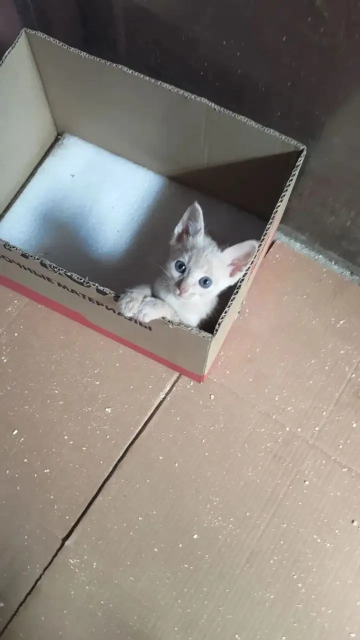 Срочно нужно дом для котят - Кошки (Животные) в Саратов