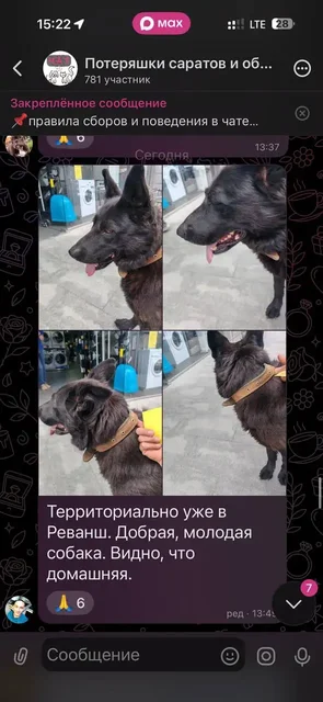 Потеряшки Саратов - Потеряшки и находки в Саратов