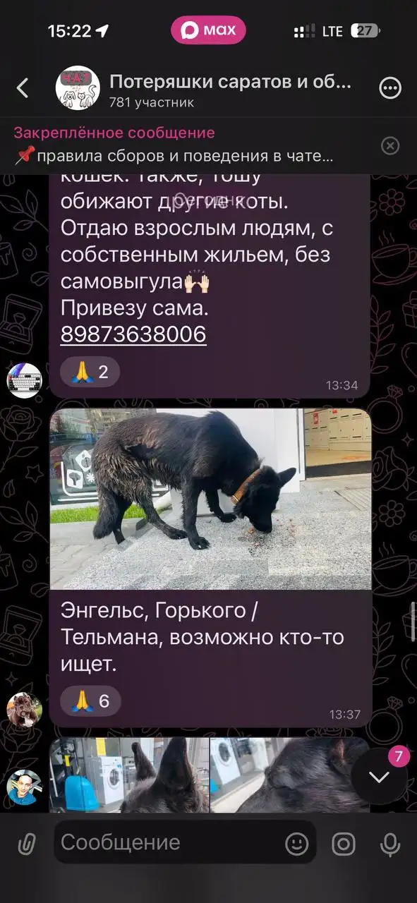 Потеряшки Саратов - Животные в Саратов