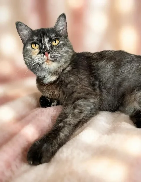Ищем самую лучшую семью для кошечки - частное объявление в Саратов