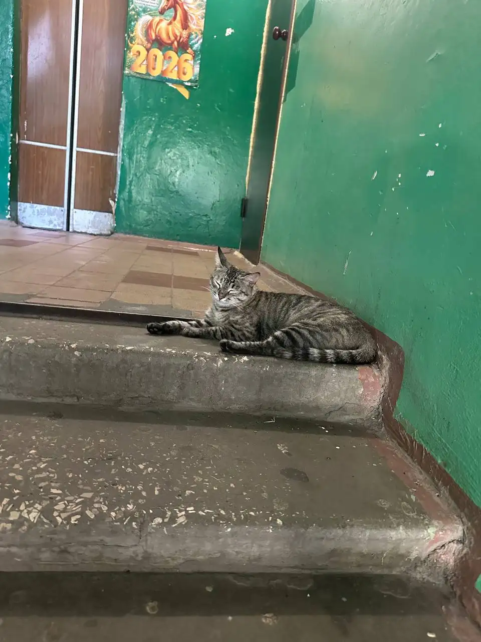 Кошечка в добрые руки - Кошки (Животные) в Саратов