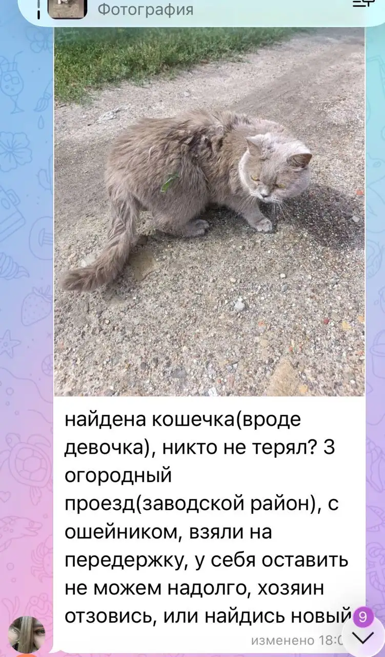 Потеряшка: серый кот/кошка в Саратове - Потеряшки (Животные) в Саратов