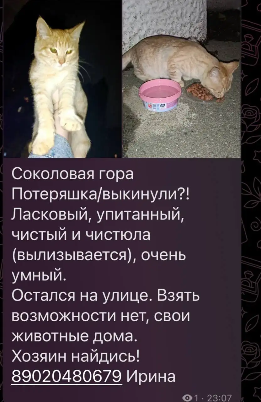 Потеряшка: рыжий питомец в Саратове - Животные в Саратов