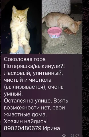 Потеряшка: рыжий питомец в Саратове - частное объявление в Саратов