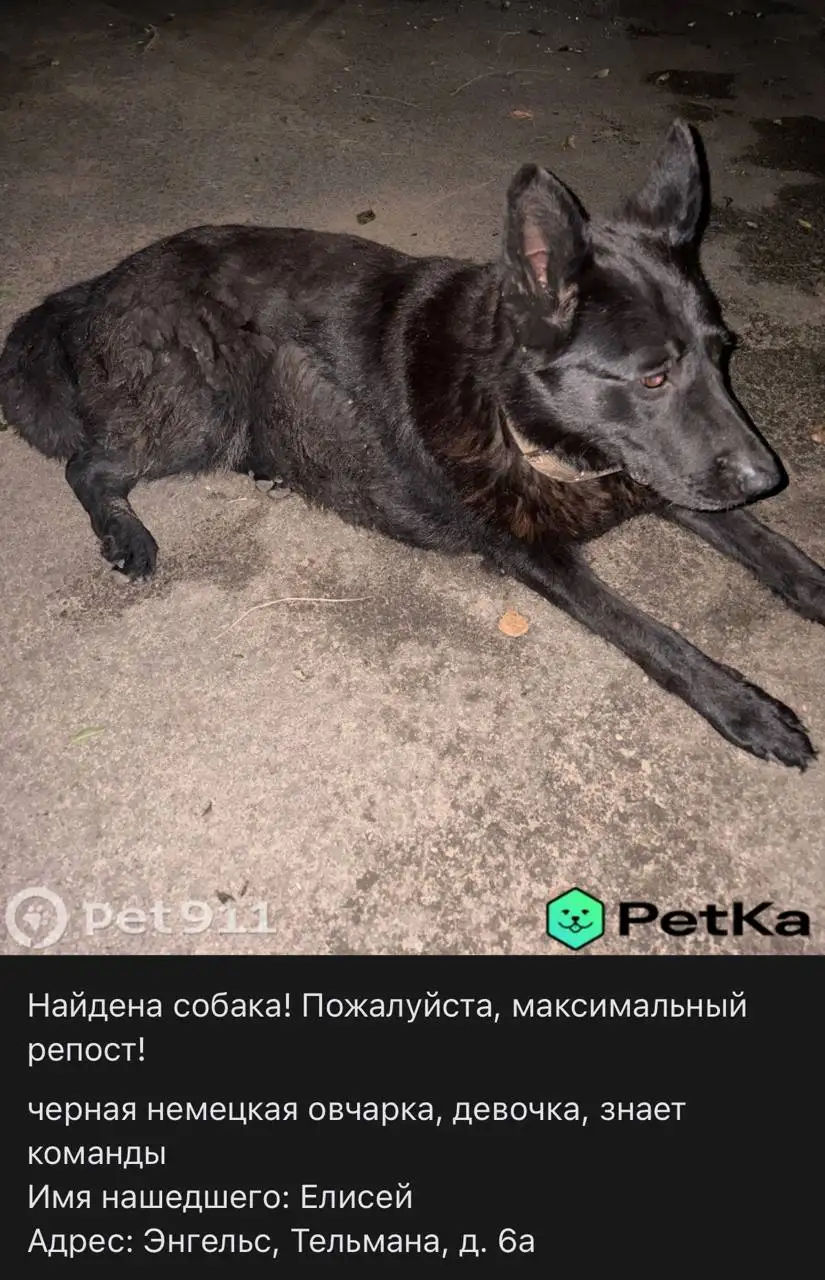 Потерялась овчарка в Саратове - Потеряшки (Животные) в Саратов