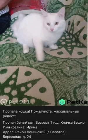 Потеряшки в Саратове - частное объявление в Саратов