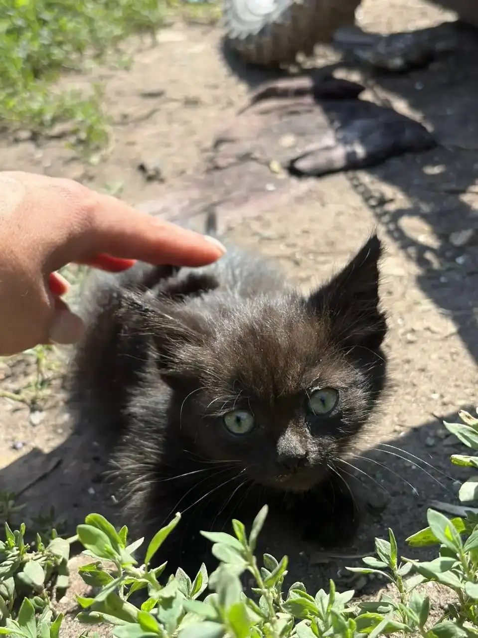 СРОЧНО! Ищут передержку для котят под медицинское обеспечение - Приюты и передержка (Животные) в Энгельс